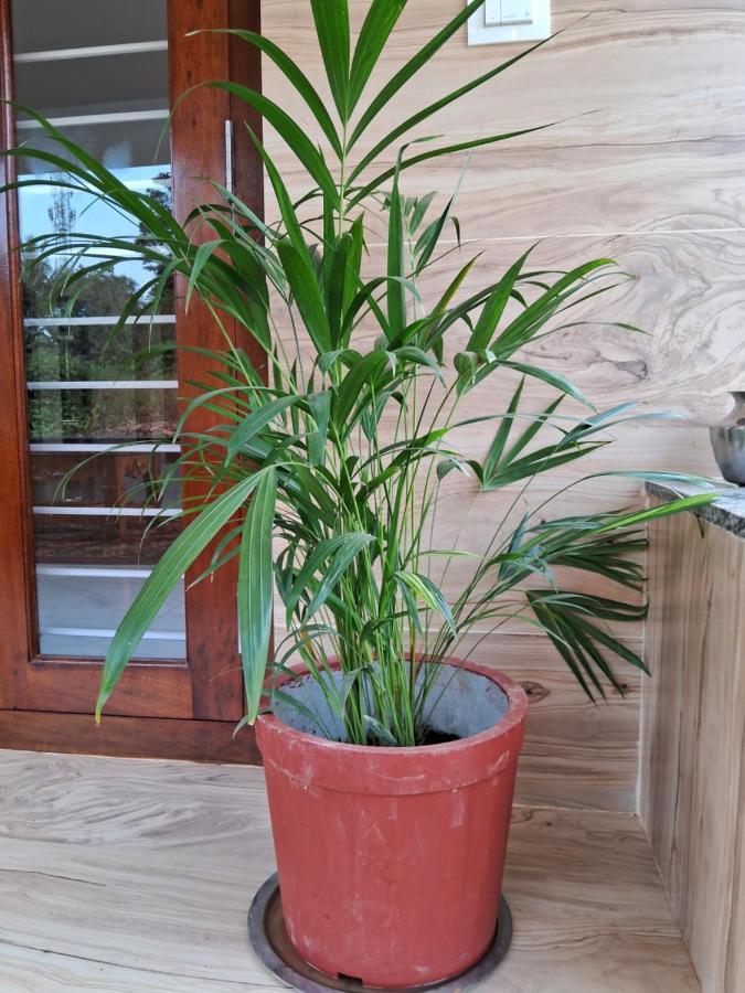 Coorg Teakwood Treasure Homestay Madikeri Eksteriør bilde