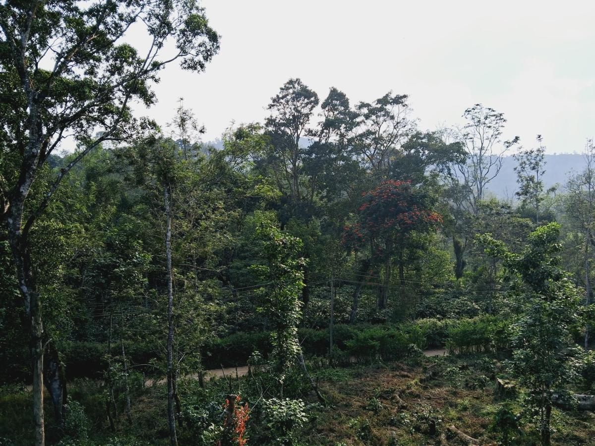 Coorg Teakwood Treasure Homestay Madikeri Eksteriør bilde